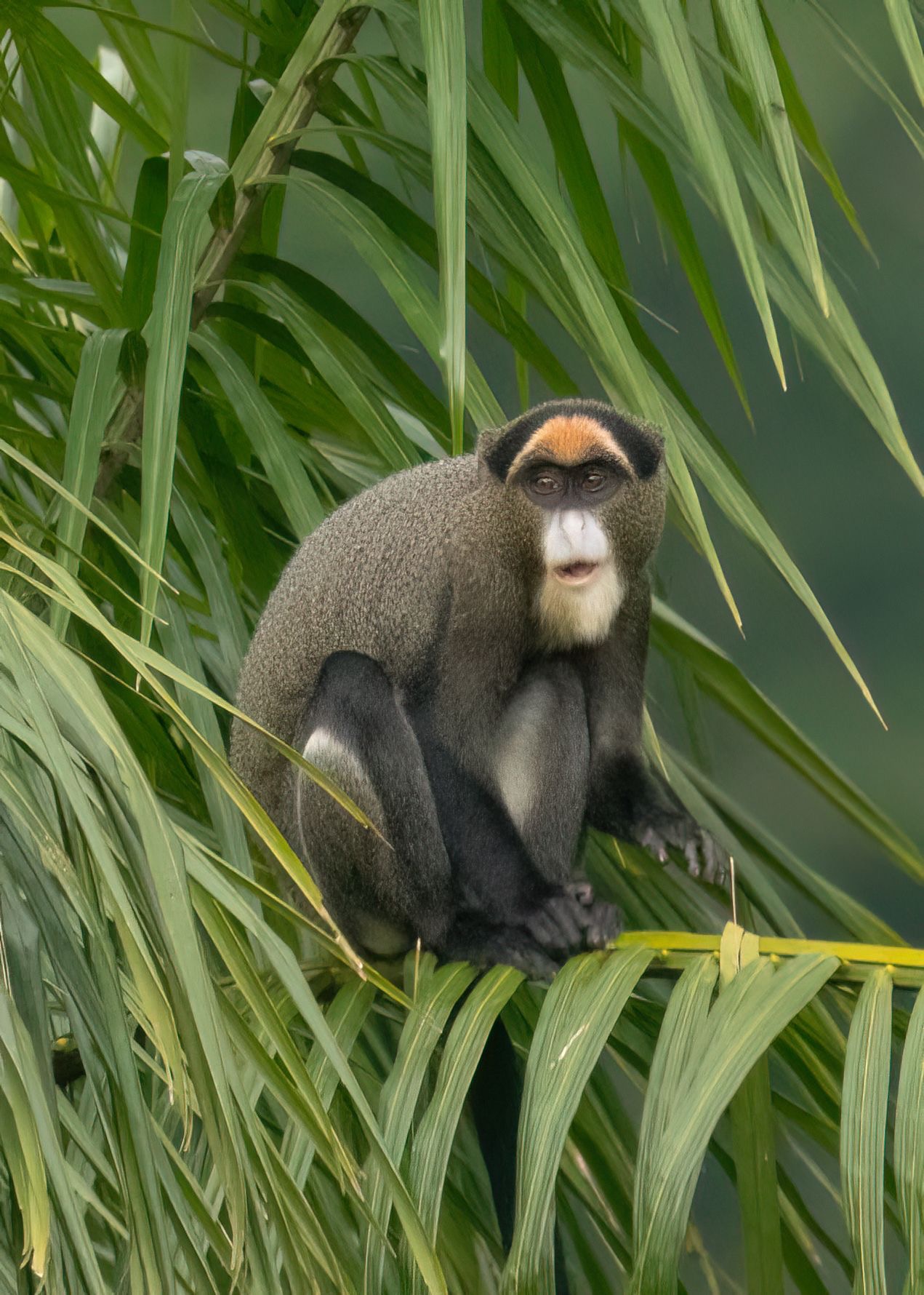 DEBRAZZA MONKEY